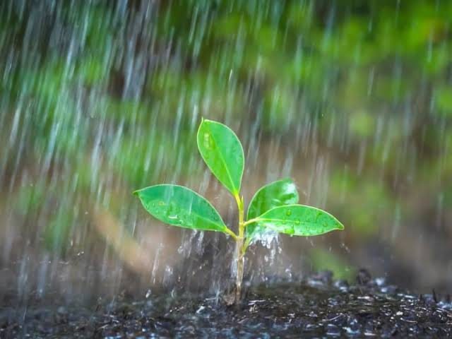 Comme la pluie